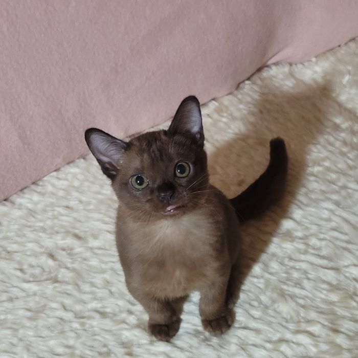 Бурма американская