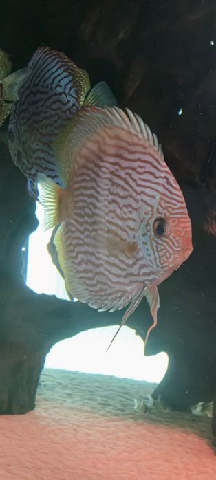 Discus Dyskowiec paletka Heckel Para