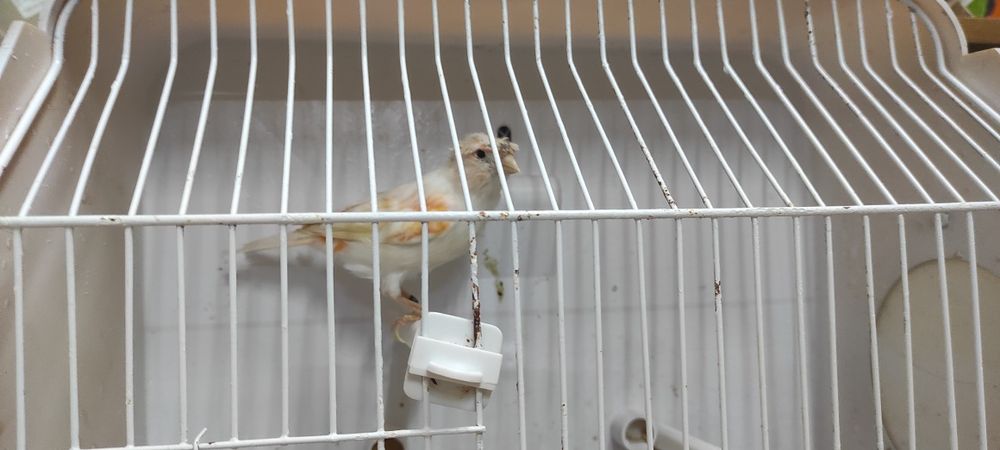 Cedo fêmeas de canário  de 2025