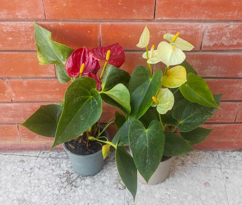 Antúrio várias cores - planta em vaso, vários tamanhos