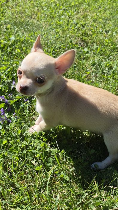 Piesek  chihuahua gotowy do odbioru