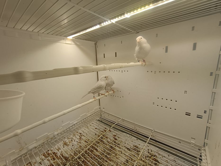 Kanarki Agat Opal Biały