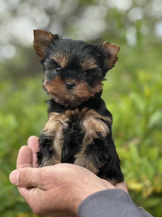 Мікро хлопчик для обожнювання