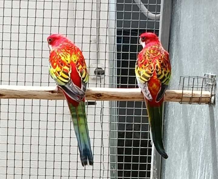 4 Casais de Roselas Eximius para Cedência