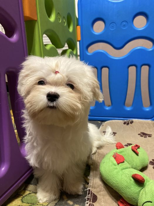 Девочка мальтезе стандарт .док КСУ