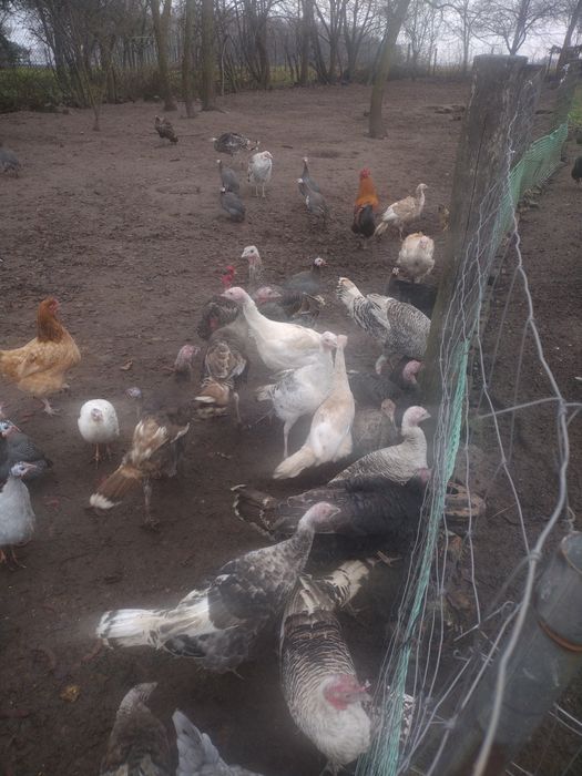 Zamienię indora za indora