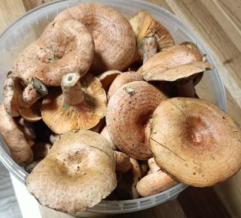 Grzyby rydze gąski