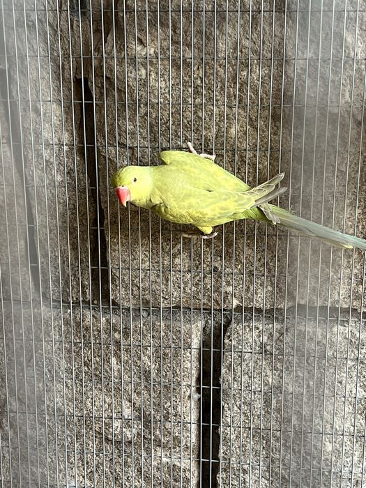 Ring Neck 2025/  Verde Canela CC