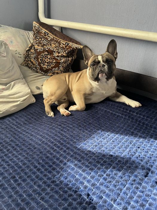 Шикарний кобель французького бульдога на вязку