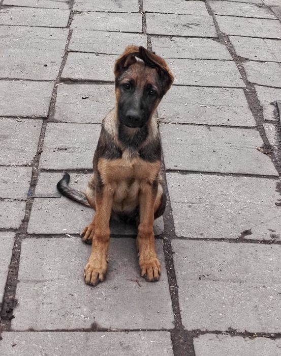 Цуценя німецької вівчарки