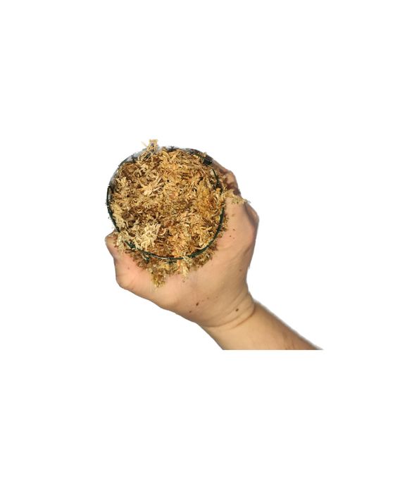 Palik z mchu sphagnum 50 x 5 cm monstera totem podpora