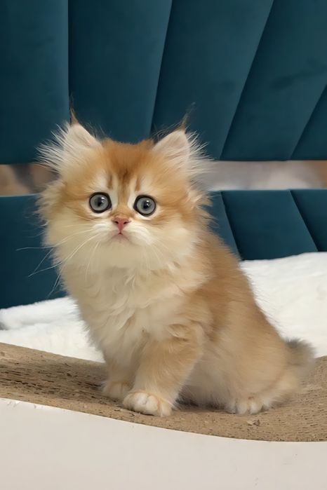 Шотландське кошеня золота шиншила