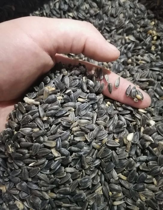 Продам подсолнечник