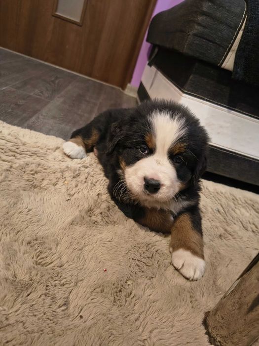 Szczeniak Berneński pies pasterski