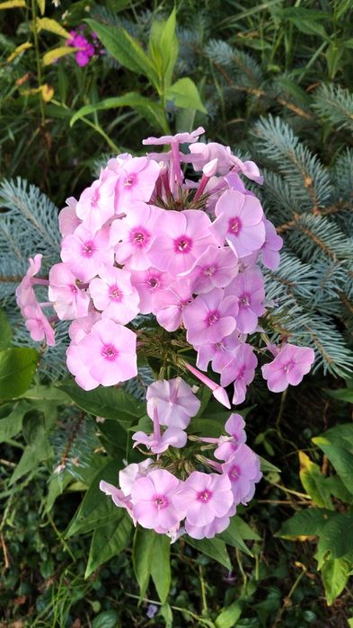 Примула, самшит, флокс метельчатый розовый, юкка