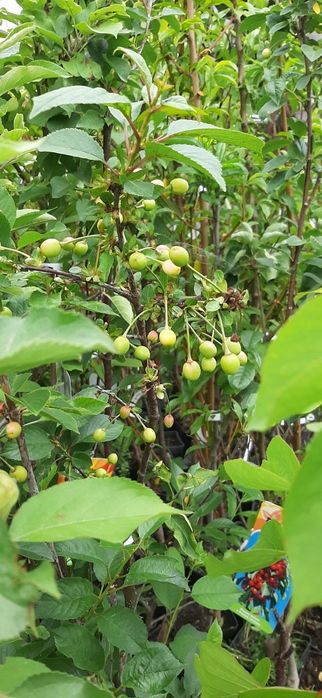 DRZEWA Grusza Śliwa Wiśnia Brzoskwinia kolumnowe, karłowate mini