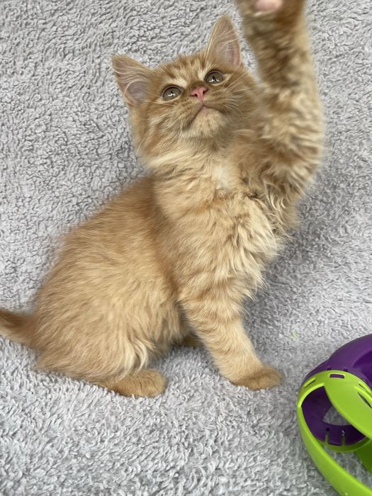 Мейнкунчики дівчатка