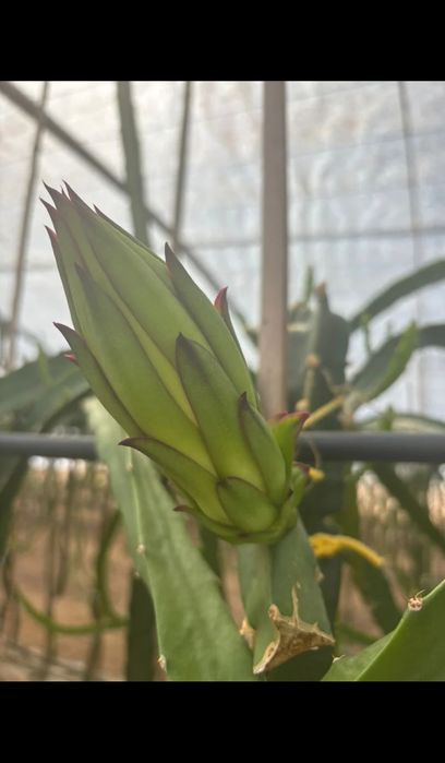 Mudas de pitaya Golden Yellow (Auto-Fertil)