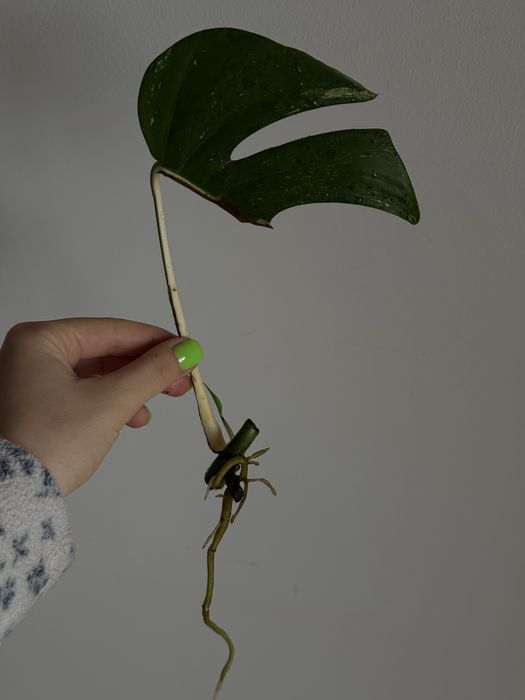 HALF MOON монстера альба