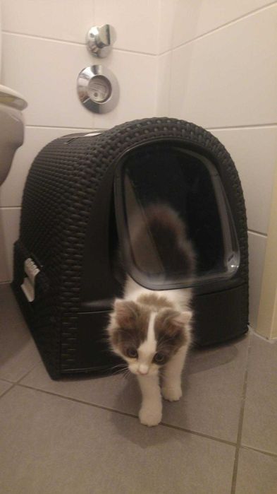 Nowoczesna kuweta dla kota kot dom zwierzęta ciemna duża rattan