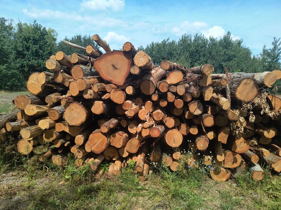 Drzewo dębowe kominkowe