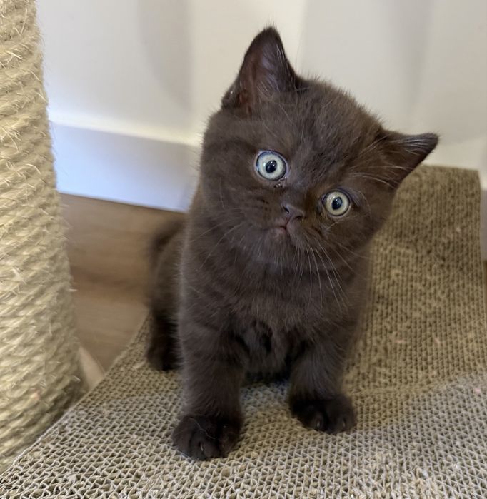 Gatinho British Shorthair Chocolate