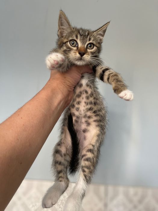 Отдам Котята котики котенок мальчик