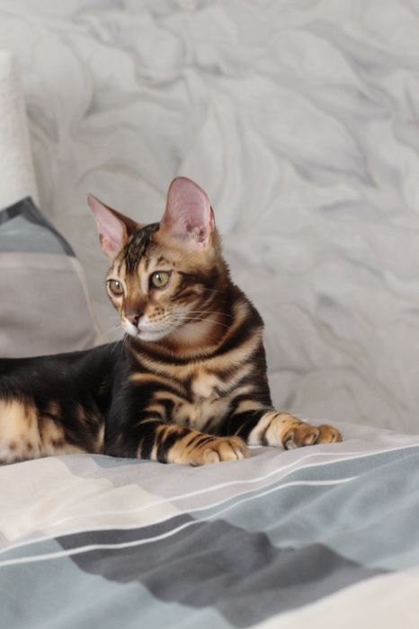 Бенгальський котик