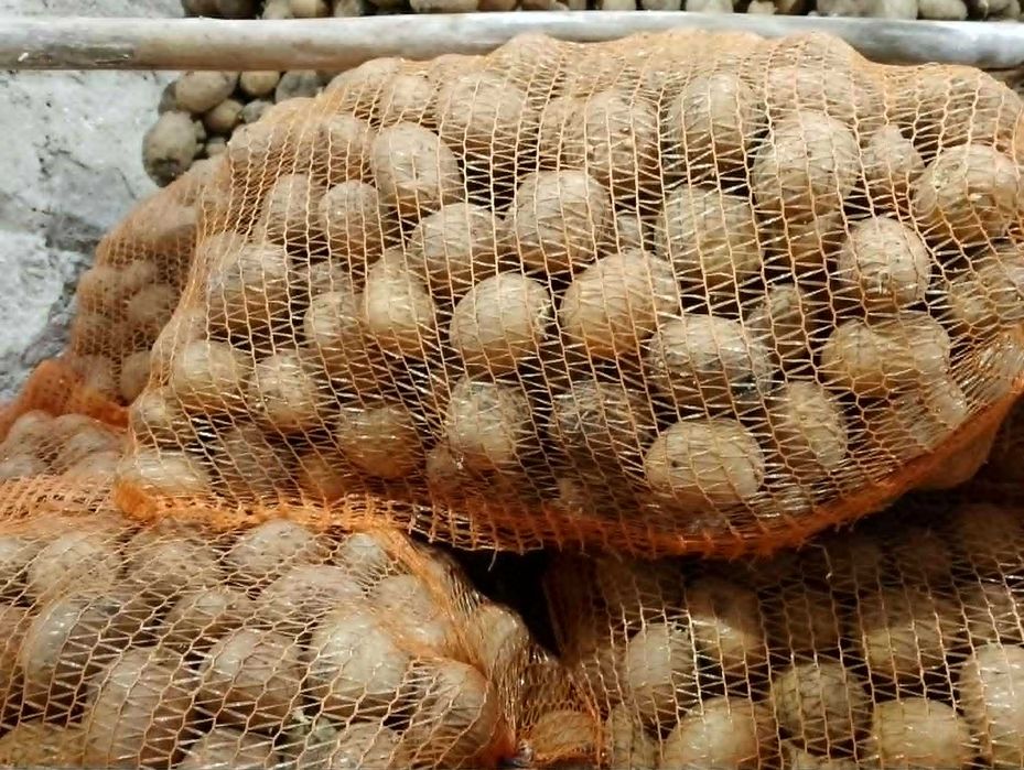 Ziemniaki sadzeniaki Tajfun