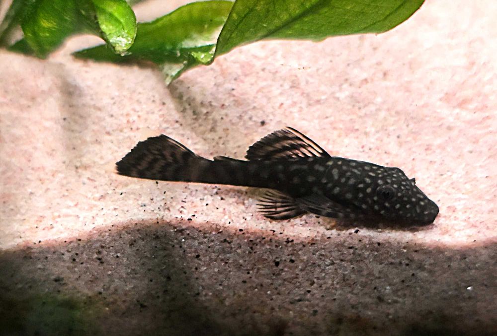 Ancistrus / Limpa-Vidros