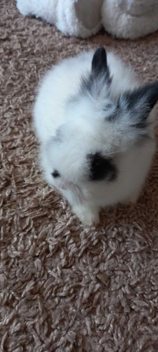 Kroliczek karzełłek dlugowlosy
