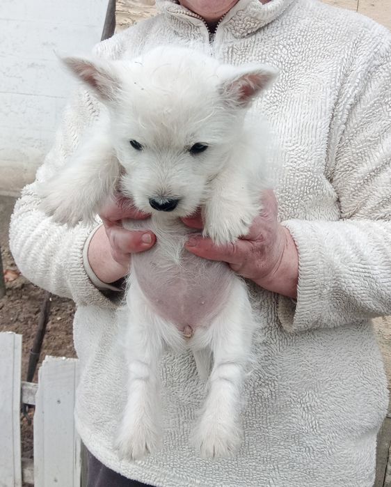 Цуценята Вест хайленд уайт терьер