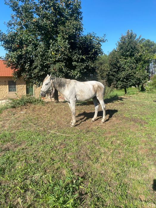 Cavalo puro lusitano