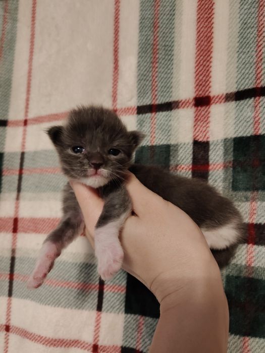 Kocurek R Maine coon