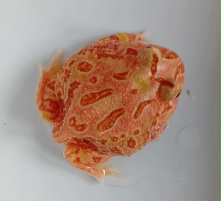 Żaba rogata (Ceratophrys ornata x cranwelli)