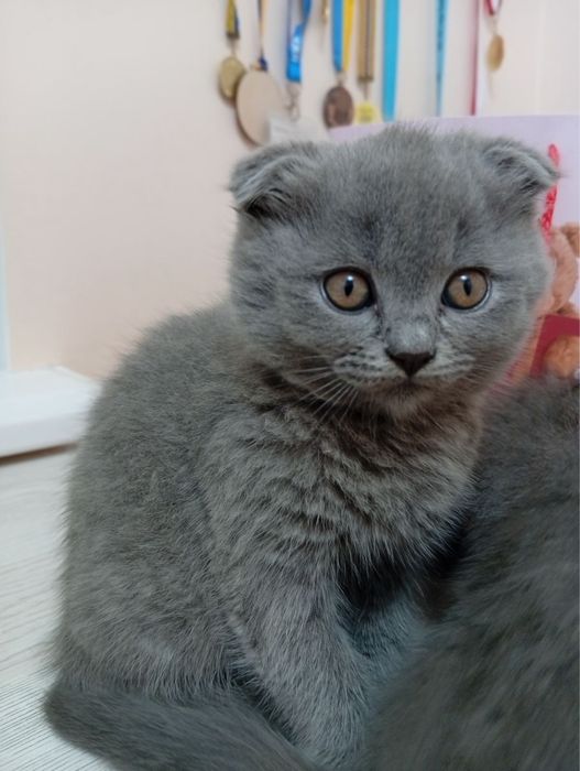 Шотланські кошенята