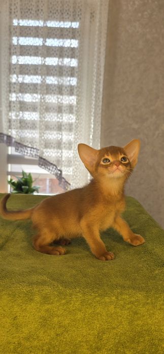 Абиссинский мальчик)