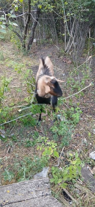 Продается Породистый козёл