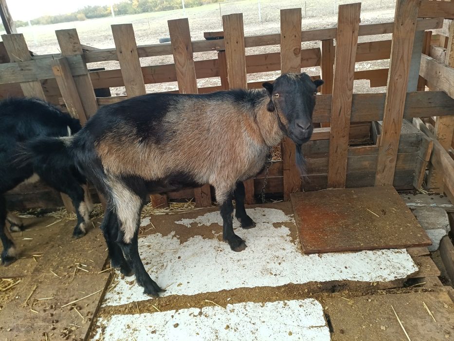 Продам козлов на мясо или на племя