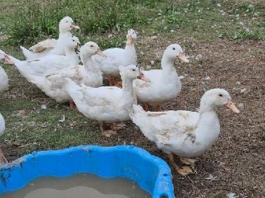 Kaczka francuska  wiejska