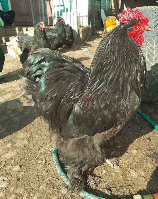 Кугути орпа коха