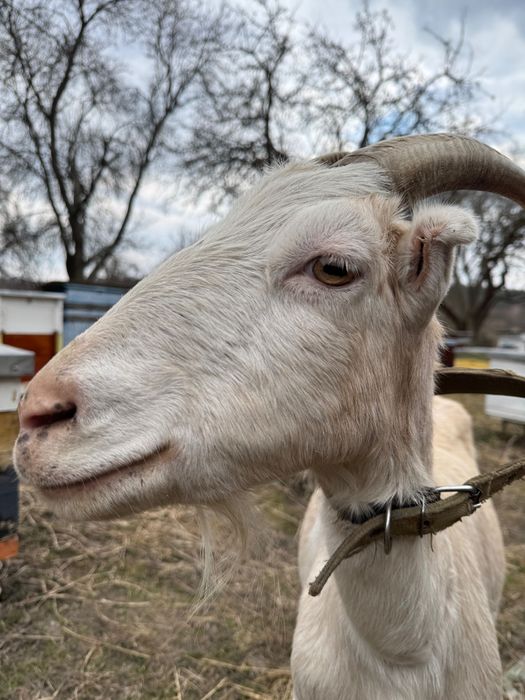 Коза дойная нуболаманча