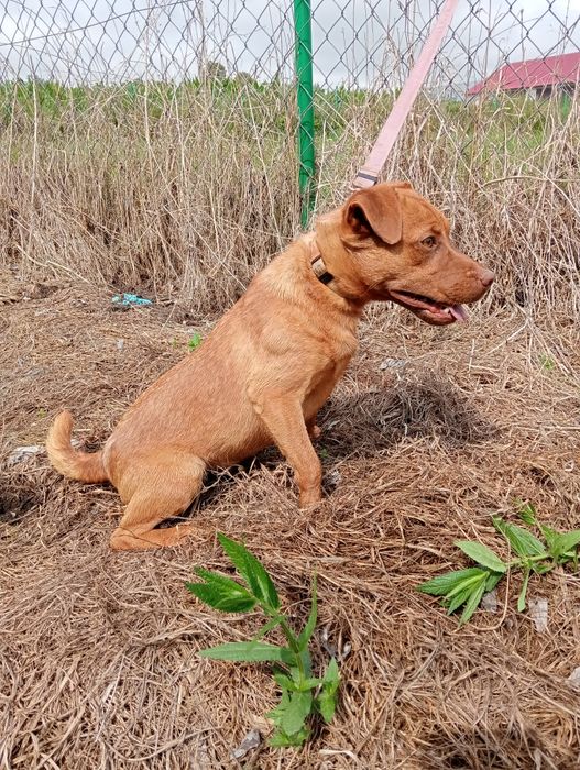 Pies Pettardale Terrier