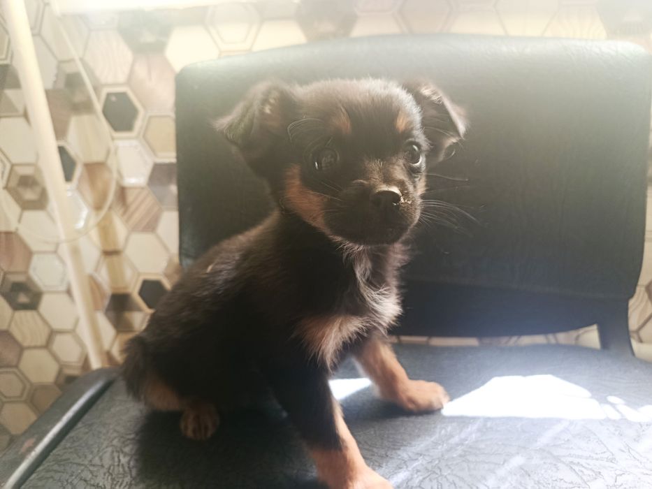 Отдам щенков бесплатно в хорошие руки