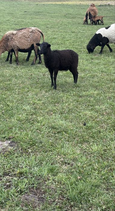 Sprzedam Młode Baranki