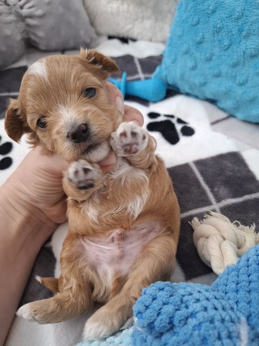 Piesek Maltipoo szczeniak chłopiec