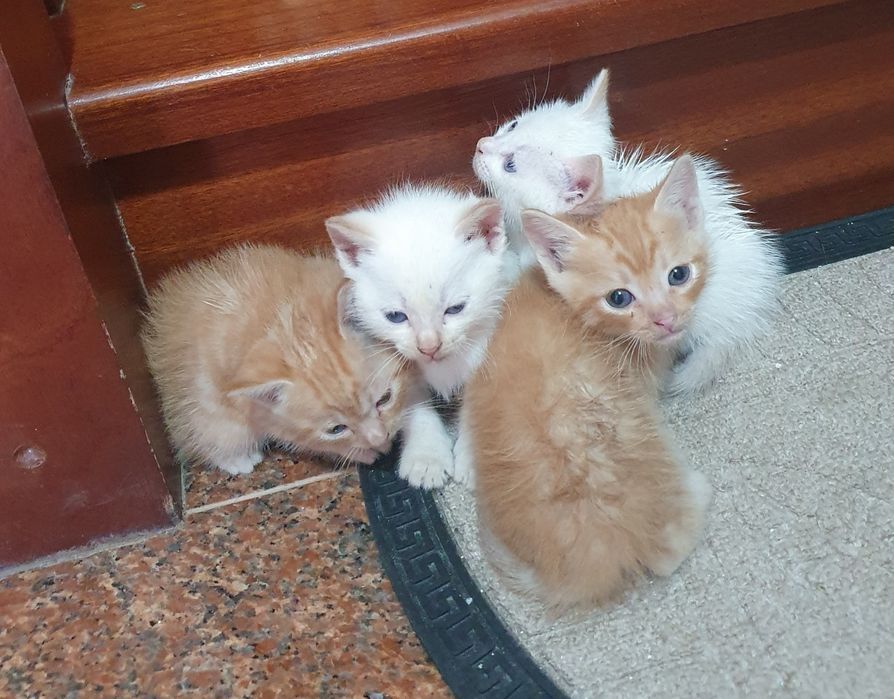 Gatinhos para adopção