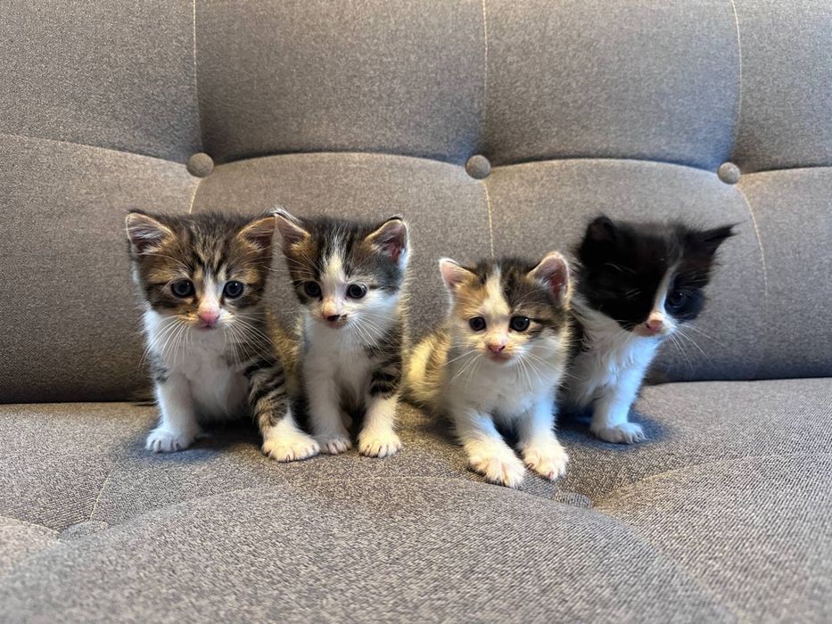 Віддам безплатно котика