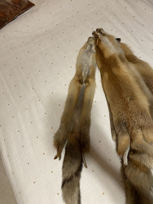 Лисячі шкурки Для интерьеру