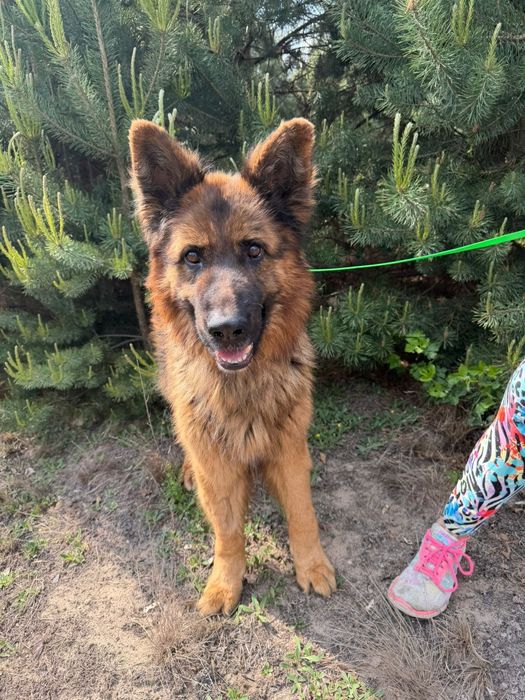 Axel cudo do adopcji
